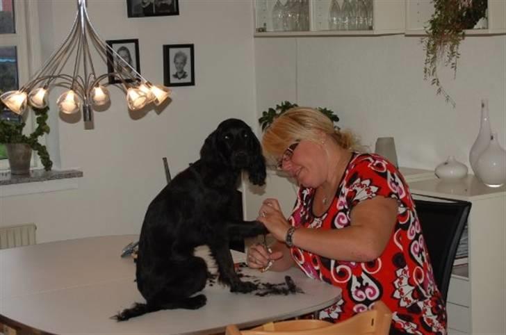 Cocker spaniel Kato billede 5