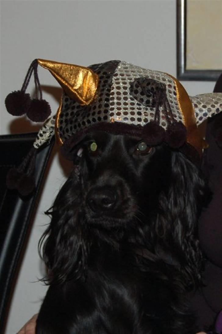 Cocker spaniel Kato billede 6