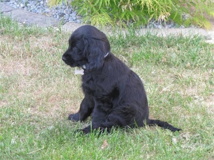 Cocker spaniel Kato billede 7