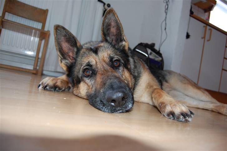 Schæferhund Dina billede 19