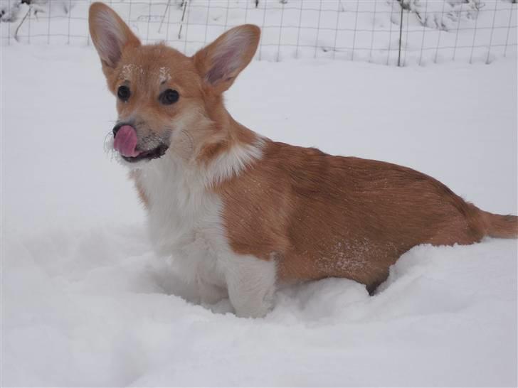Welsh corgi pembroke Belle billede 18