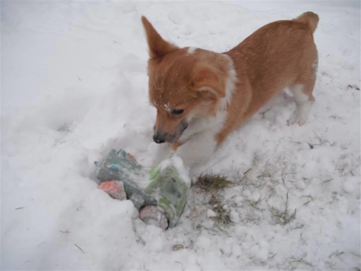 Welsh corgi pembroke Belle billede 19