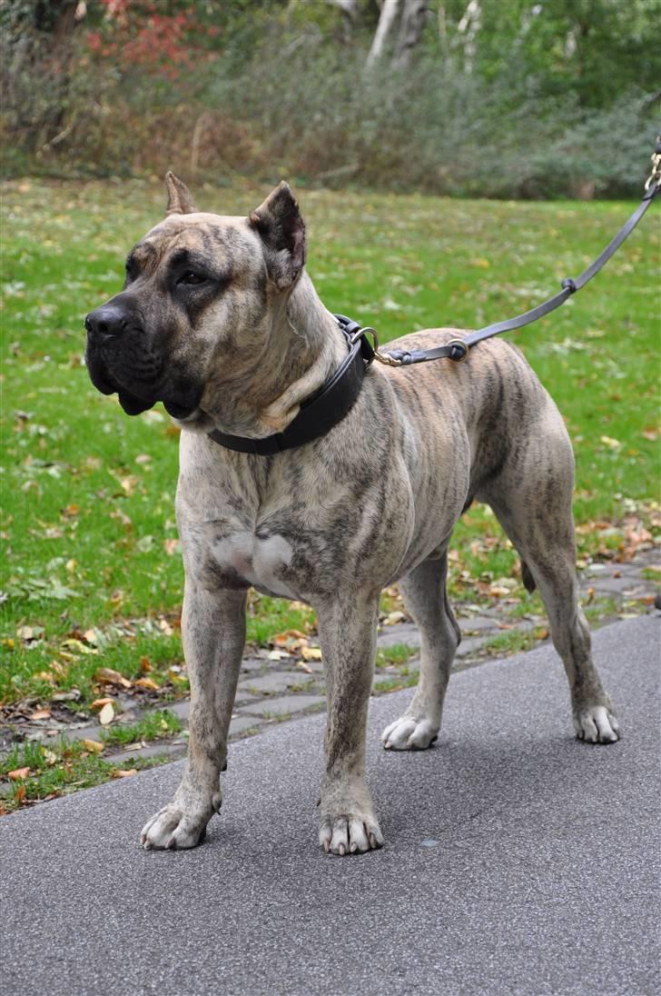 Dogo canario Toro de Canmuç - Nyt! Efterår 2009. billede 20