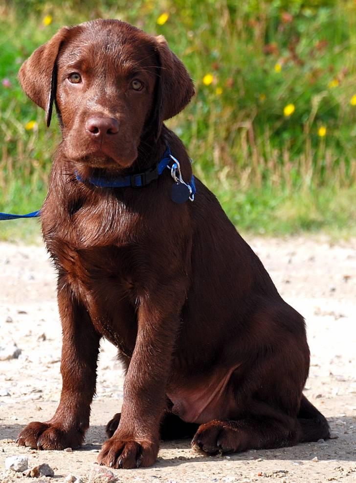 Labrador retriever Balou billede 1