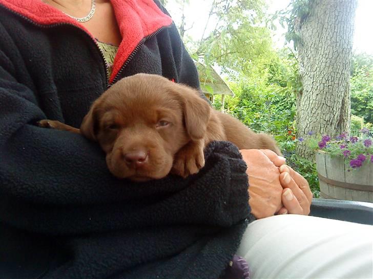 Labrador retriever Balou billede 2