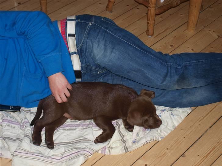 Labrador retriever Balou billede 3