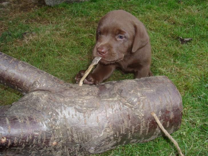 Labrador retriever Balou billede 4