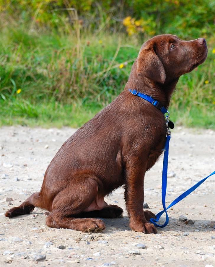 Labrador retriever Balou billede 5