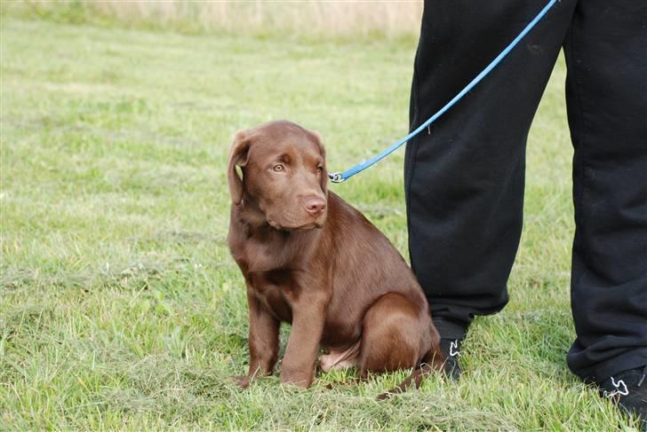 Labrador retriever Balou billede 6