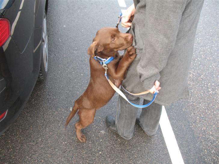 Labrador retriever Balou billede 7
