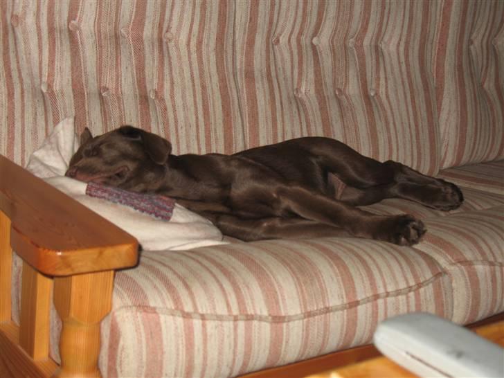 Labrador retriever Balou billede 8