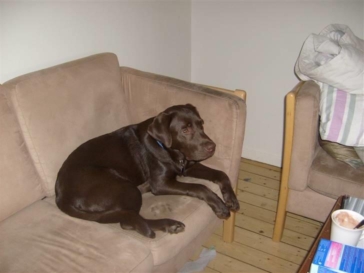 Labrador retriever Balou billede 9