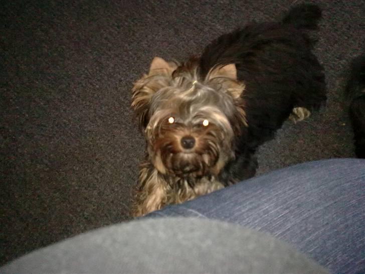 Yorkshire terrier sam vom mistelhof - mor må jeg ikke nok komme op billede 7