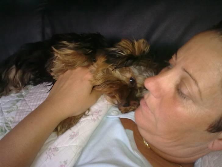 Yorkshire terrier sam vom mistelhof - elsker at putte  billede 8