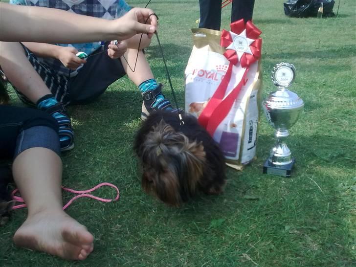 Yorkshire terrier sam vom mistelhof - blev nummer 1 idag  billede 9