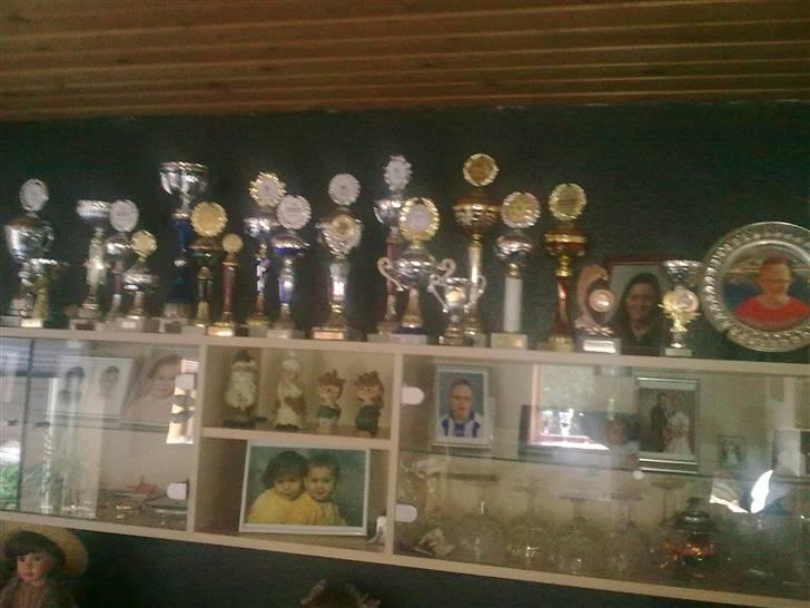 Yorkshire terrier sam vom mistelhof - mine pokal i 2009 billede 10