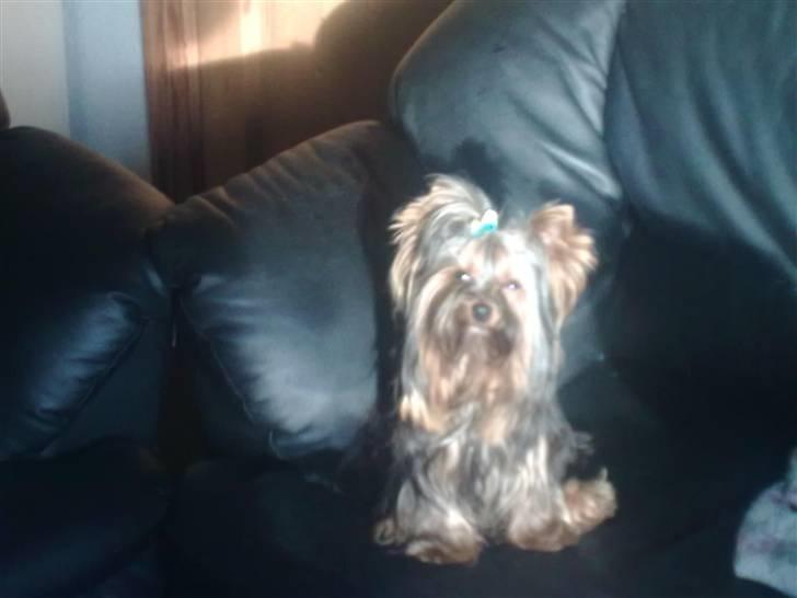 Yorkshire terrier sam vom mistelhof - sidder så pæn billede 12