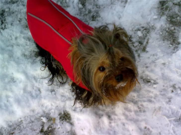 Yorkshire terrier sam vom mistelhof - det er lidt kold herud  billede 13