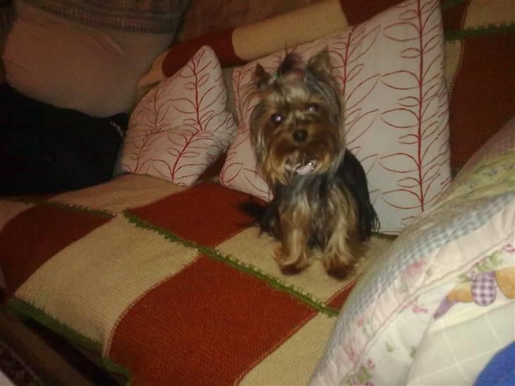 Yorkshire terrier ilka karina  - se hvor pænt jeg kan sidde billede 9