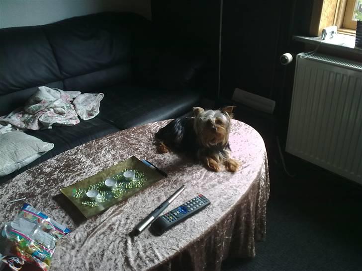 Yorkshire terrier ilka karina  - nå nu er der kommet tæppe på så må man vel ligge der billede 10