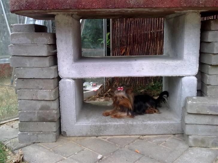 Yorkshire terrier ilka karina  - her er lige en fin plads til mig billede 11