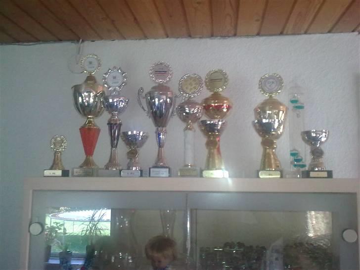 Yorkshire terrier ilka karina  - min polal i 2009 billede 12