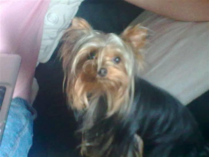 Yorkshire terrier ilka karina  - sidder lige sammen med far billede 13