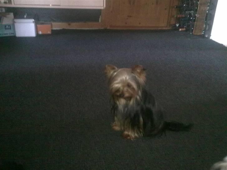 Yorkshire terrier ilka karina  - kigge lige hvad de andre laver billede 14