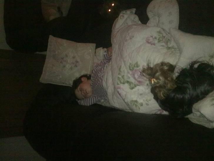 Yorkshire terrier ilka karina  - sover sammen med maria dejligt nå nogen ligge på sofa så kan jeg sove sammen med dem billede 15