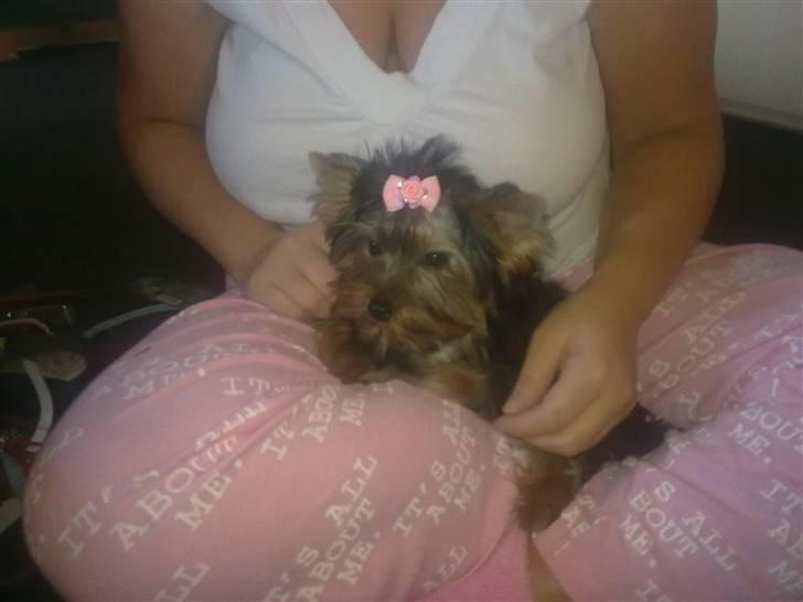 Yorkshire terrier fiona - mor har lige børste mig nu sidder vi lige at hygger billede 1
