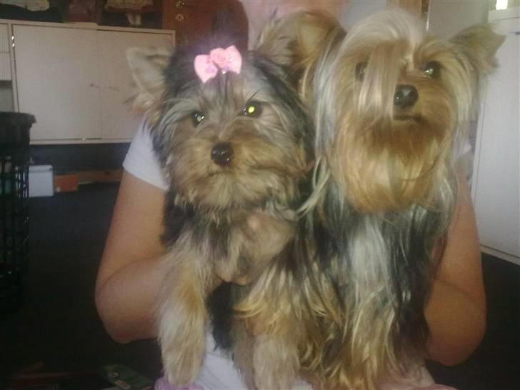Yorkshire terrier fiona - mig og musse billede 2