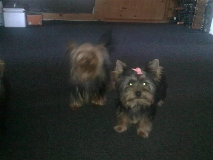 Yorkshire terrier fiona - nu er jeg bare pæne ind musse for hun er ikke blevet børste endnu billede 3