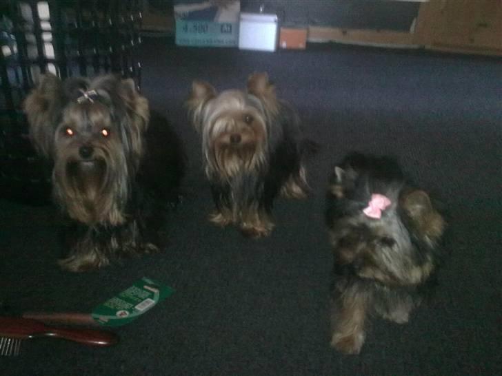Yorkshire terrier fiona - her er vi alle tre billede 4