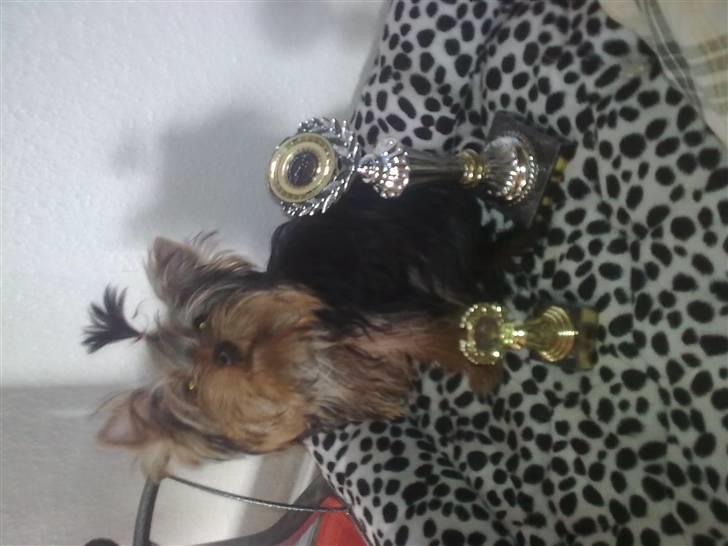 Yorkshire terrier fiona - min første udstilling og det gik jo rigtig godt billede 5