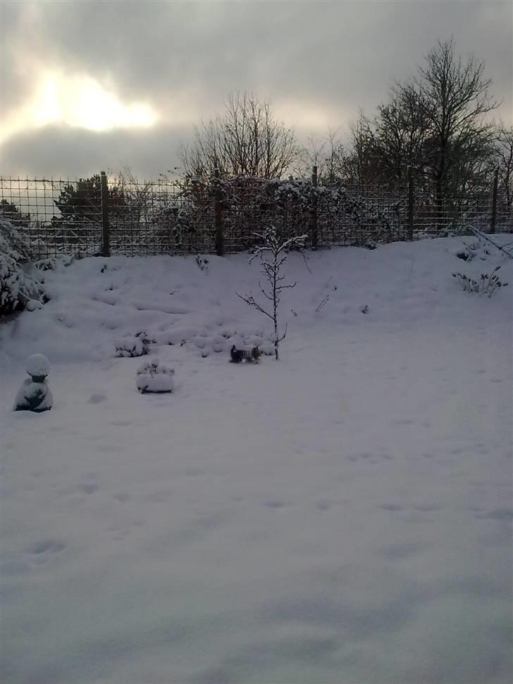 Yorkshire terrier fiona - ud og lege i sne billede 6