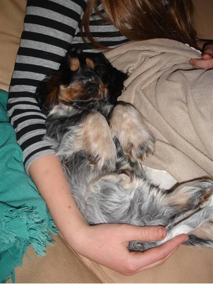 Cocker spaniel Rubin Of Colombo (Ozzy) - 2. dag i mit nye hjem.. Første gang jeg var i stuen. Som i kan se, hyggede jeg mig enormt :D billede 16
