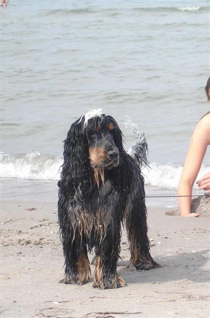 Cocker spaniel Rubin Of Colombo (Ozzy) - På stranden med hele familien, sommer 2008... Det var lidt hårdt at svømme med den kæmpe pels ! billede 17