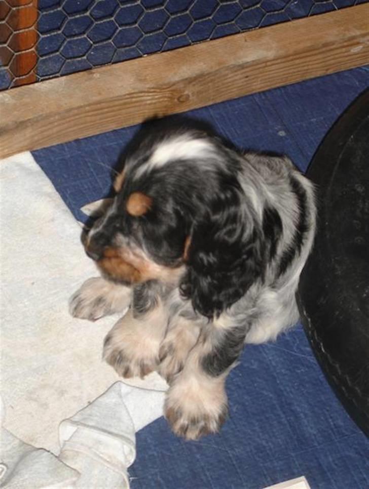 Cocker spaniel Rubin Of Colombo (Ozzy) - Her ser jeg min ny familie første gang. Lige nu sidder jeg i kæmpekurven sammen med mine søskende. billede 18