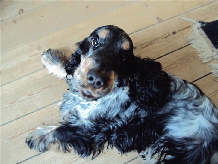 Cocker spaniel Rubin Of Colombo (Ozzy) - "Hvis i ikke passer på, så kommer jeg og spiser dig... Grrrr!" billede 19