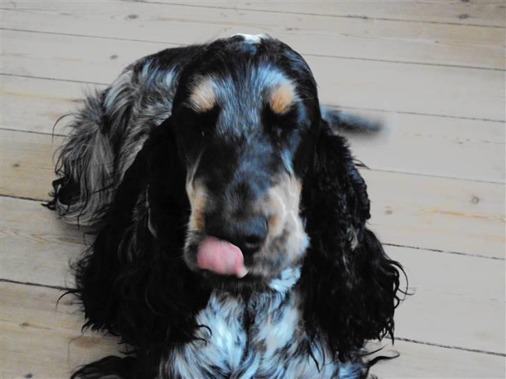 Cocker spaniel Rubin Of Colombo (Ozzy) - Nu vil jeg efterlade misundelsen til jer, ikke alle kan have sådan en dejlig hund som mig. Men i skal lige efterlade en kommentar og en bedømmelse, efter i har læst beskrivelsen ikke venner xD billede 20