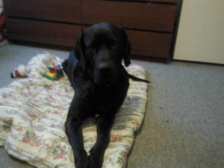 Blanding af racer Ludvig billede 1