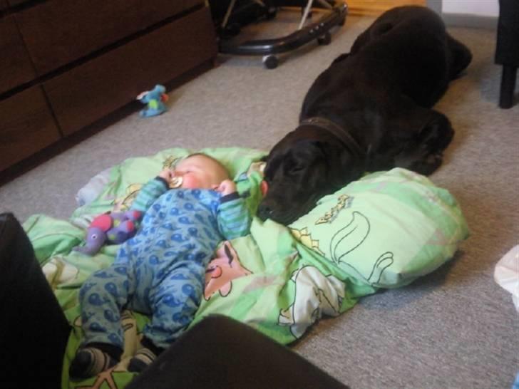 Blanding af racer Ludvig billede 2