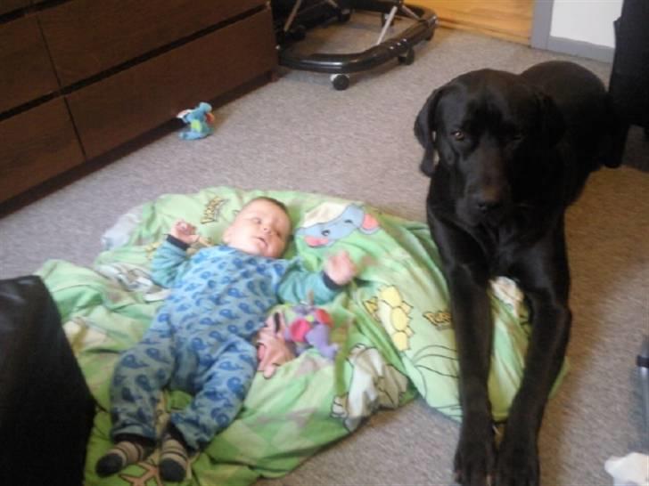 Blanding af racer Ludvig billede 3