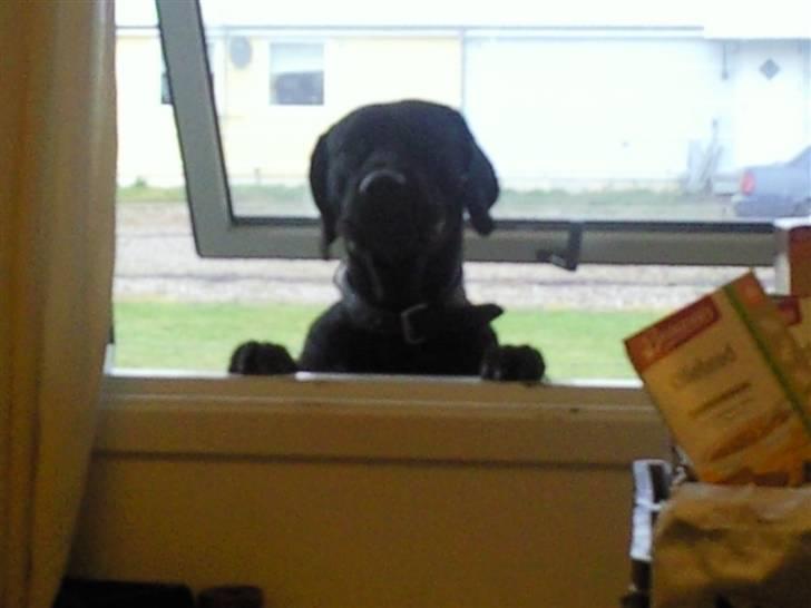 Blanding af racer Ludvig billede 4