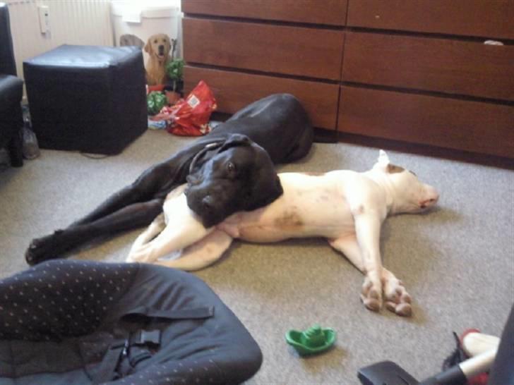 Blanding af racer Ludvig billede 5