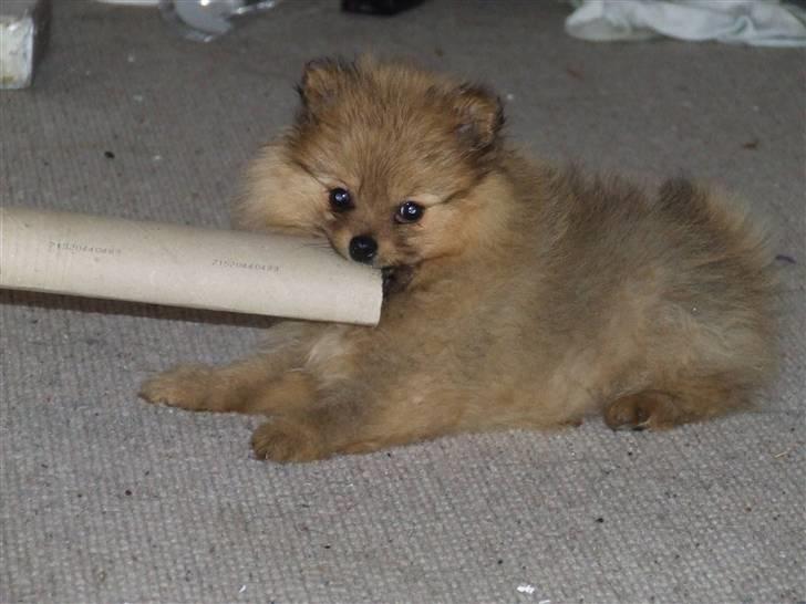 Pomeranian Tilde - det bedste legetøj hun ved er et køkkenrullerør :D  billede 2