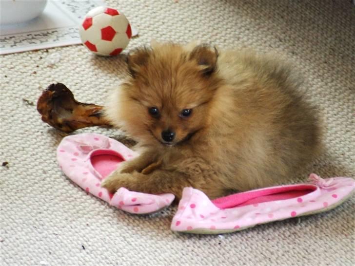 Pomeranian Tilde billede 3