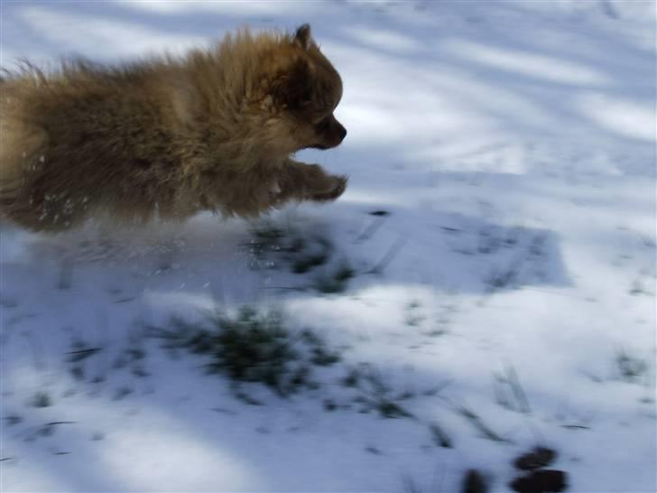 Pomeranian Tilde billede 4