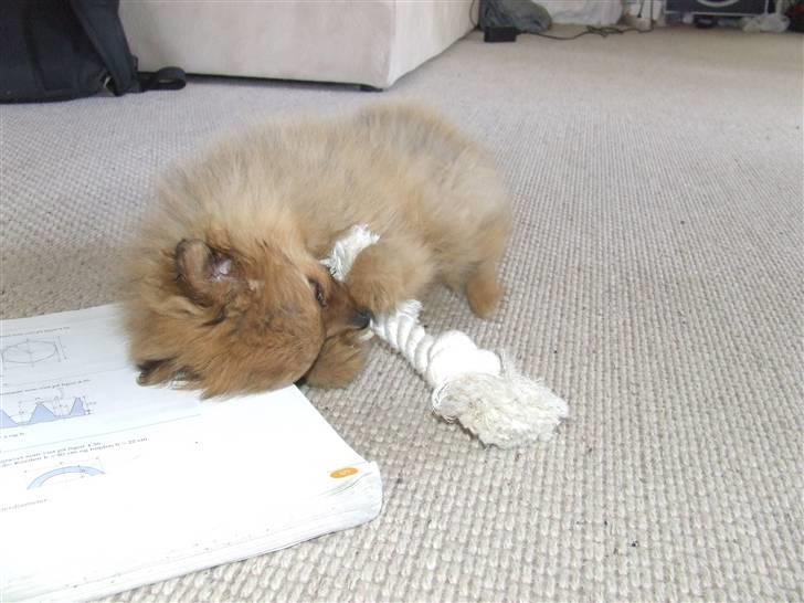 Pomeranian Tilde billede 5