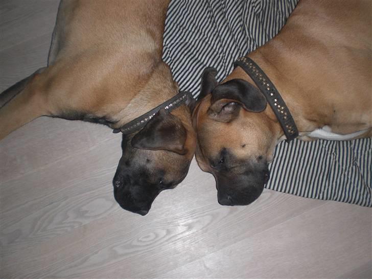 Boerboel Anton - Anton sammen med lillebror Janus billede 8